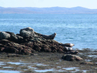 Seals on nearby rocks